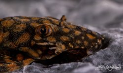Ancistrus sp. `RIO PARAGUAY`